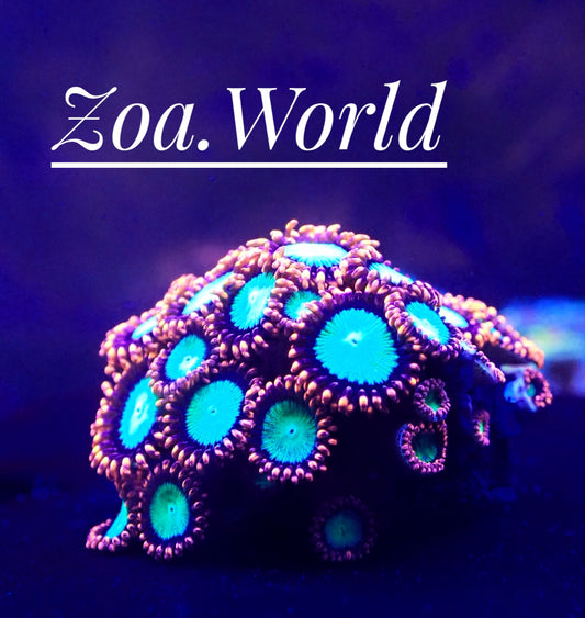 Goblins on Fire Zoa (Zoanthid) 2 Polyp Frag, Free Shipping on Orders over $90