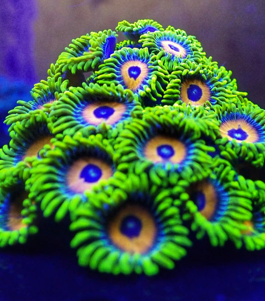 Lazy's Lashes Zoa