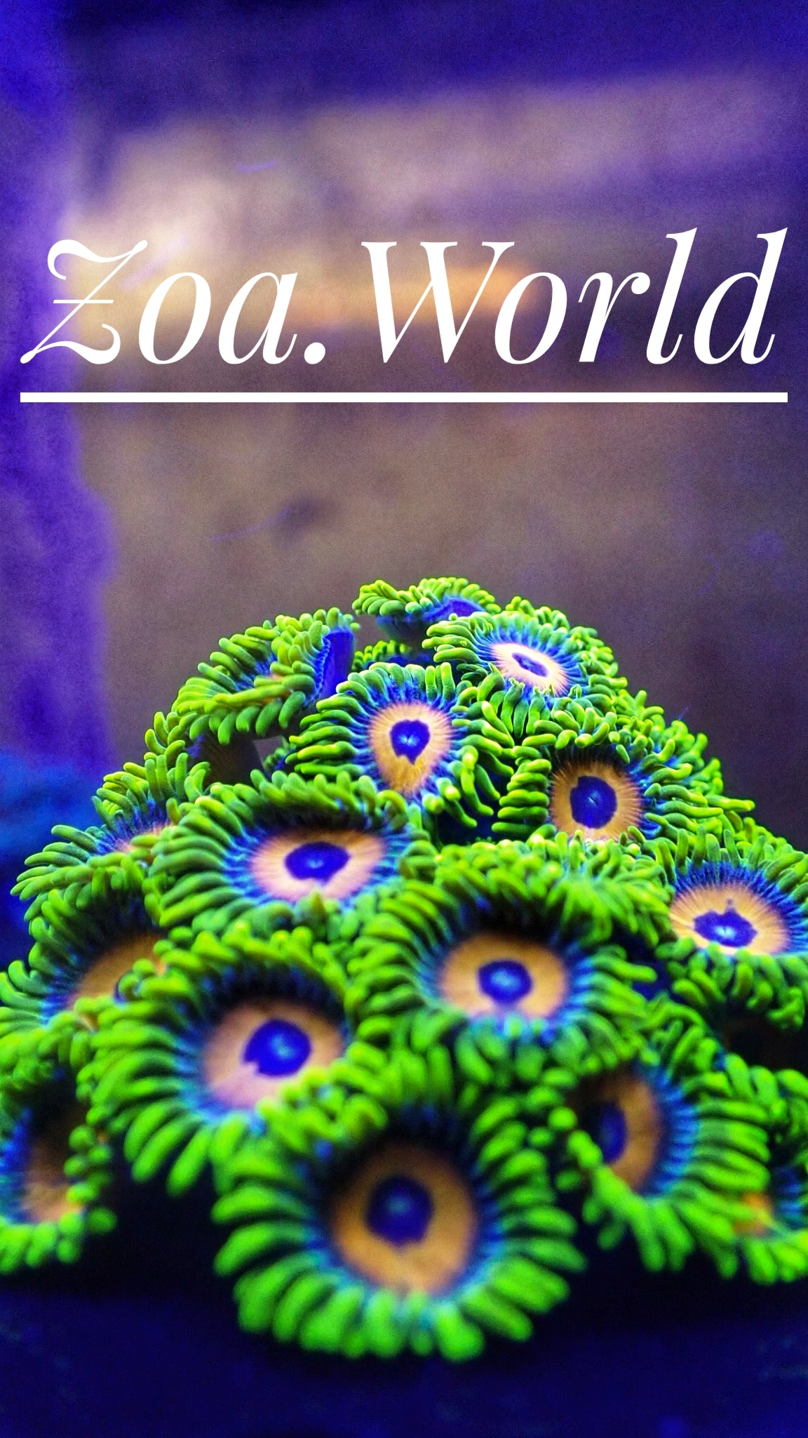 Lazy's Lashes Zoa