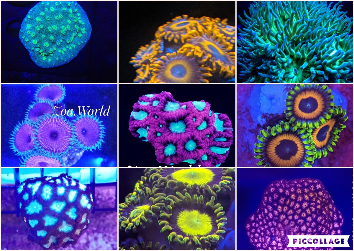 Pack of 10 different Starter Corals (Mixed Reef) only $129.99 with Free Shipping!