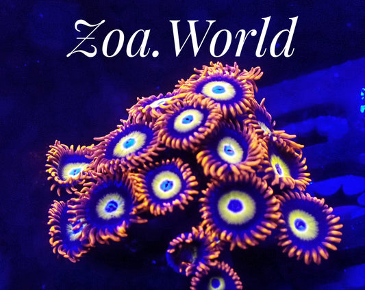 Blonde, Blue Eyed B (Zoanthid) 3 Polyp Frag----Free Shipping on Orders over $90