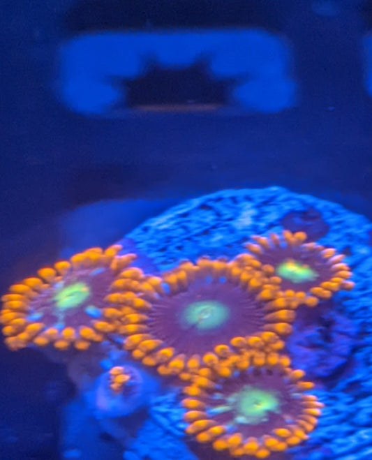 Banshee Zoa (Zoanthid), 2 Polyp Frag-----Free Shipping on orders over $90