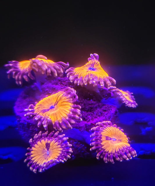 Blood Sucker Zoa (Zoanthid), 3 Polyp Frag-----Free Shipping on orders over $90