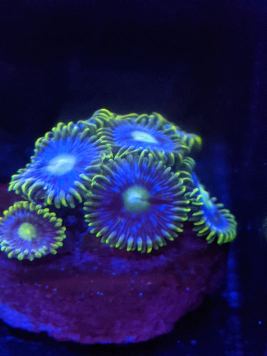 Blueberry Pie Zoa (Zoanthid)  2 Polyp Frag----Free Shipping on Orders over $90