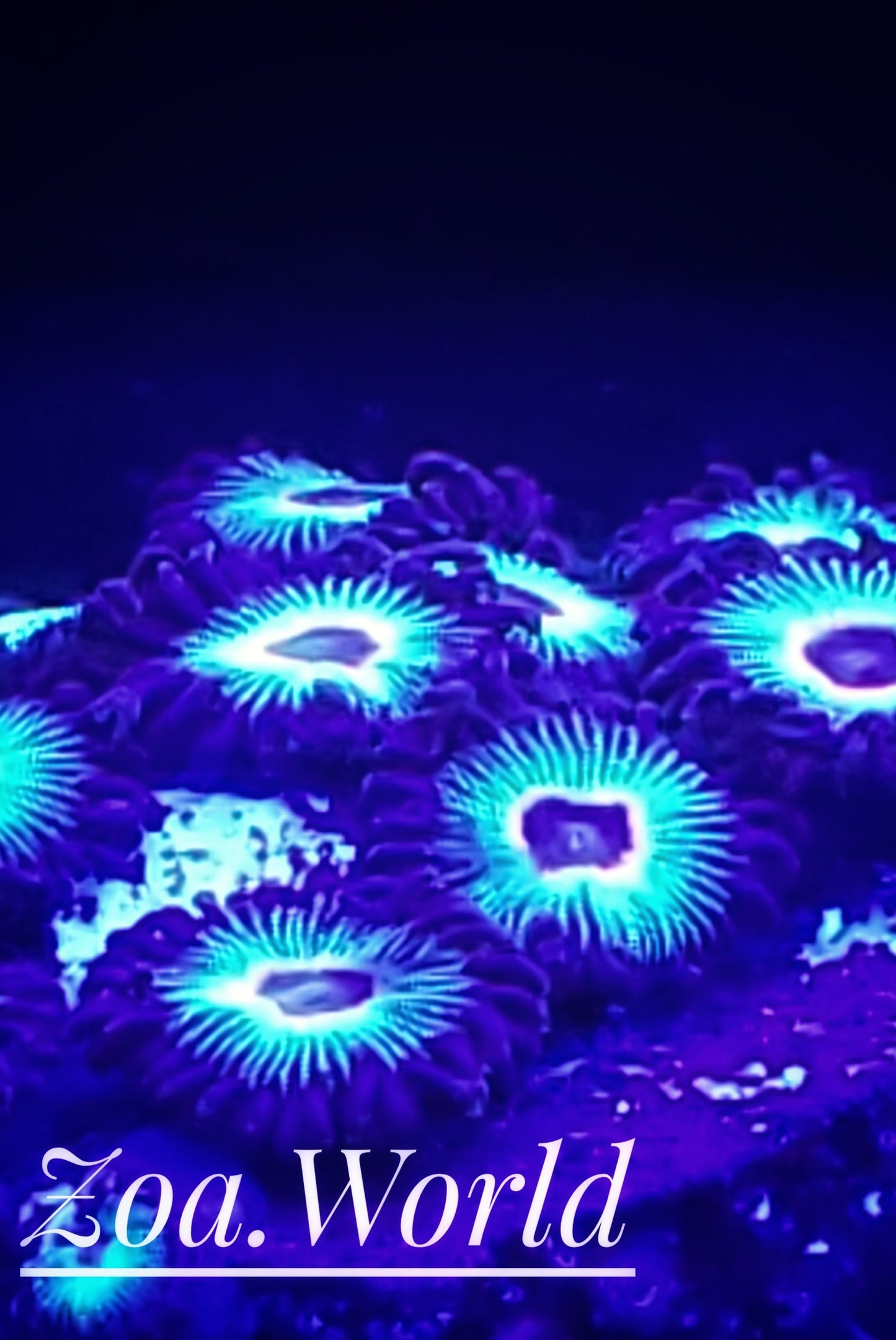 Bob Marley Zoa (Zoanthid)  2 Polyp Frag----Free Shipping on Orders over $85