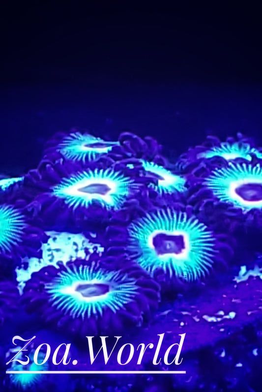 Bob Marley Zoa (Zoanthid)  2 Polyp Frag----Free Shipping on Orders over $85