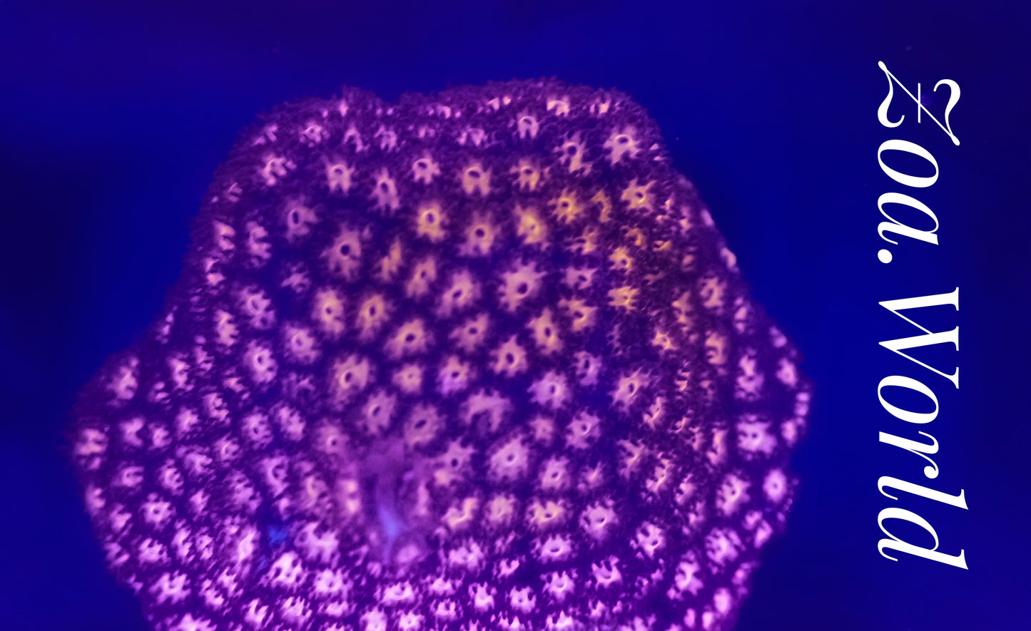 Burning Ember Leptastrea Frag, Free Shipping on Orders over $90