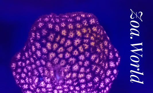 Burning Ember Leptastrea Frag, Free Shipping on Orders over $90