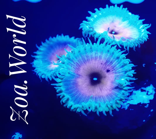 Captain America Zoa (Zoanthid) 1 Polyp Frag, Free Shipping on Orders over $90