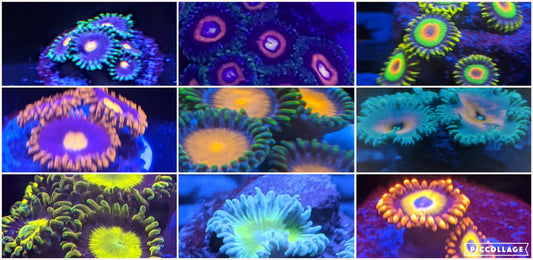 Zoa Pack of 8 different Types of Colorful Zoa with Free Shipping