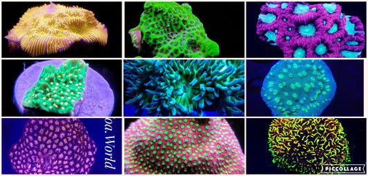 Pack of 8 different Beginner Hard Corals (LPS and SPS) with Free Shipping