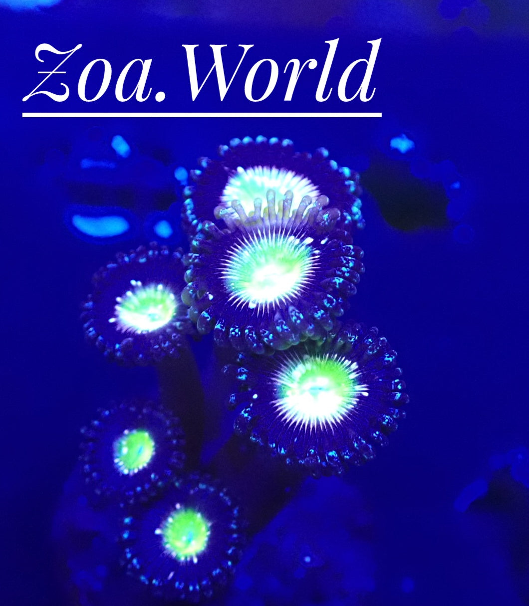 Frozen Apple (TSA) Zoa 1 Polyp Frag-----Free Shipping on orders over $900