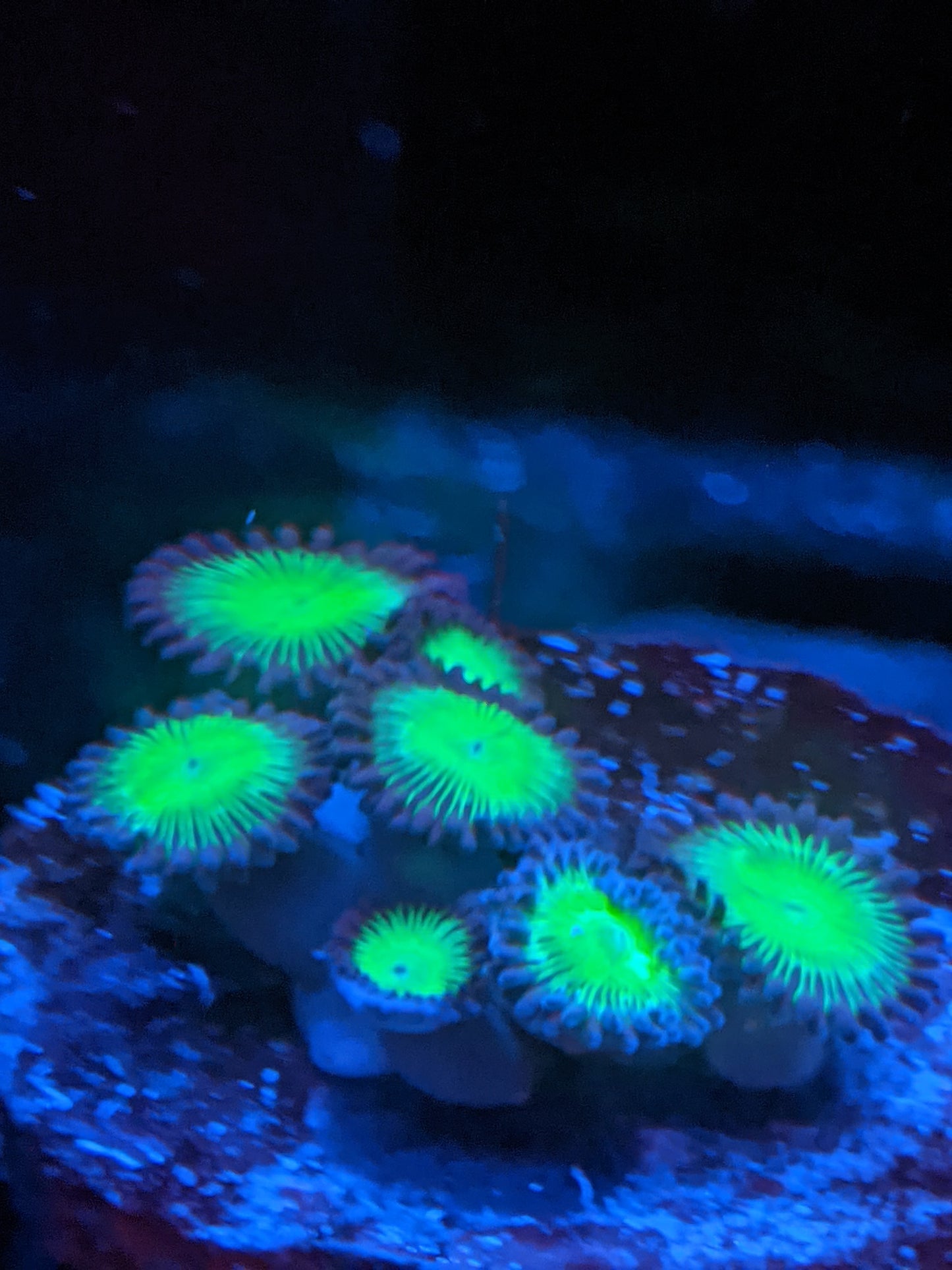 Incredible Hulk 6 Polyp Frag-----Free Shipping on orders over $90