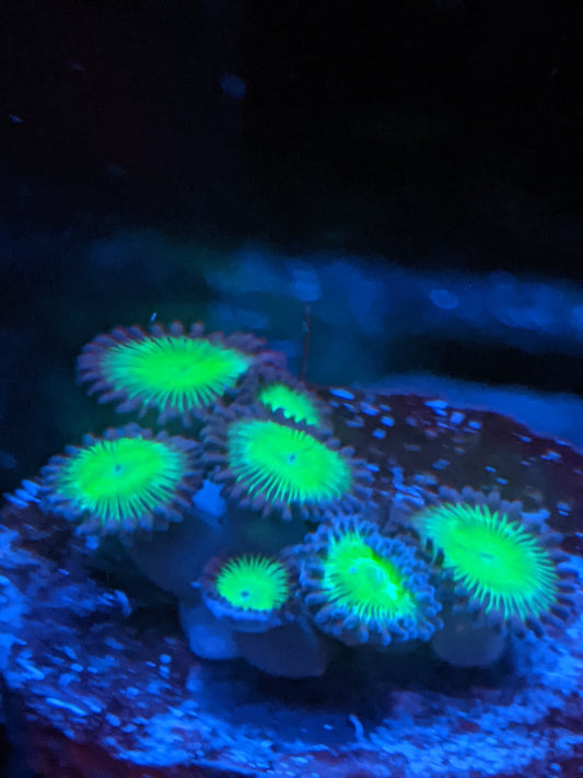 Incredible Hulk 6 Polyp Frag-----Free Shipping on orders over $90
