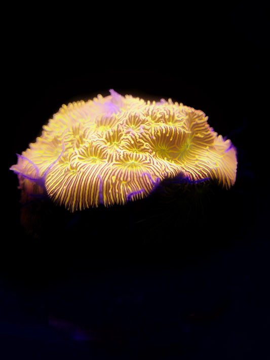 Jason Fox Jack - O - Lantern Leptoseris, Free Shipping on Orders over $85