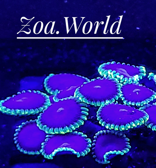 Joker 4 Polyp Frag-----Free Shipping on orders over $90