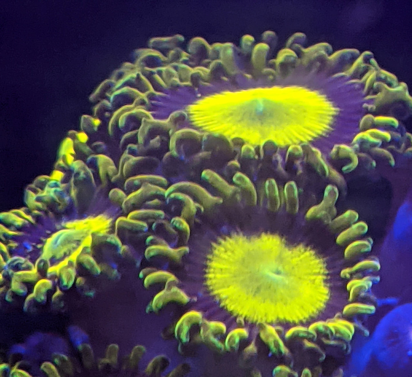 King Midas Zoa (Zoanthid) 4 Polyp Frag, Free Shipping on Orders over $90