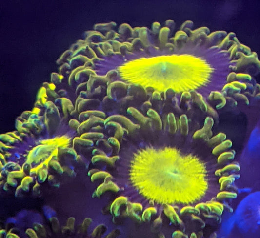 King Midas Zoa (Zoanthid) 4 Polyp Frag, Free Shipping on Orders over $90
