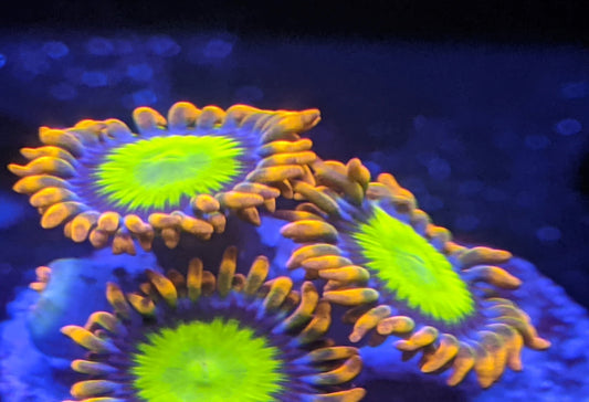 Mandarin Orange Zoa, 2 Polyp Frag. Free Shipping on orders $90
