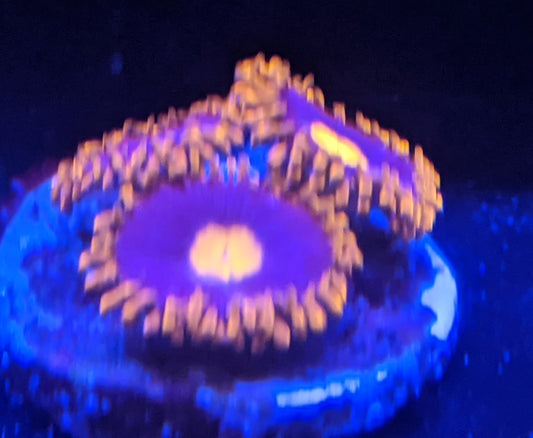 My Clementine Zoa (Zoanthid)  3 Polyp Frag----Free Shipping on Orders over $90