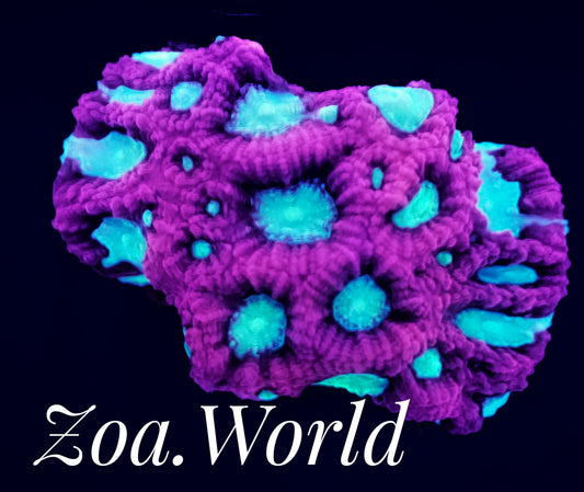 Raspberry Ripple Favia Frag, Free Shipping on Orders over $90