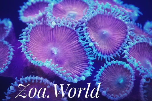 Red Death Zoa (Zoanthid)  3 Polyp Frag----Free Shipping on Orders over $90