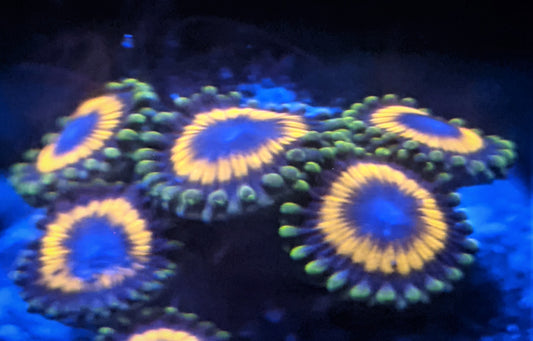 Reverse Fruit Loops Zoa (Zoanthid) 4 Polyp Frag, Free Shipping on Orders $90