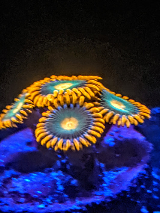 Rockstar Zoa (Zoanthid) 2 Polyp Frag, Free Shipping on Orders over $90