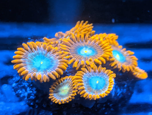 Spitfire Zoa (Zoanthid)  2 Polyp Frag----Free Shipping on Orders over $85