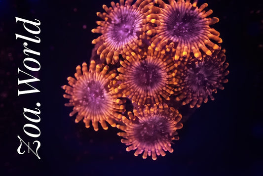 Utter Chaos Zoa (Zoanthid)  2 Polyp Frag----Free Shipping on Orders over $90
