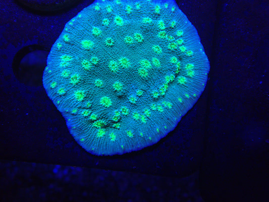 Vivid Toxic Cyphastrea Frag by  Zoa.World, Free Shipping on Orders over $90