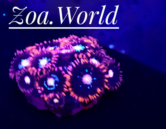WWC Blue Steel Zoa (Zoanthid), 2 Polyp Frag-----Free Shipping on orders over $90