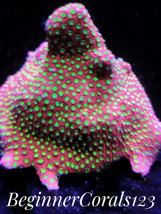 WWC Electric Daisy Stylocoeniella Frag Free Shipping on Orders over $90
