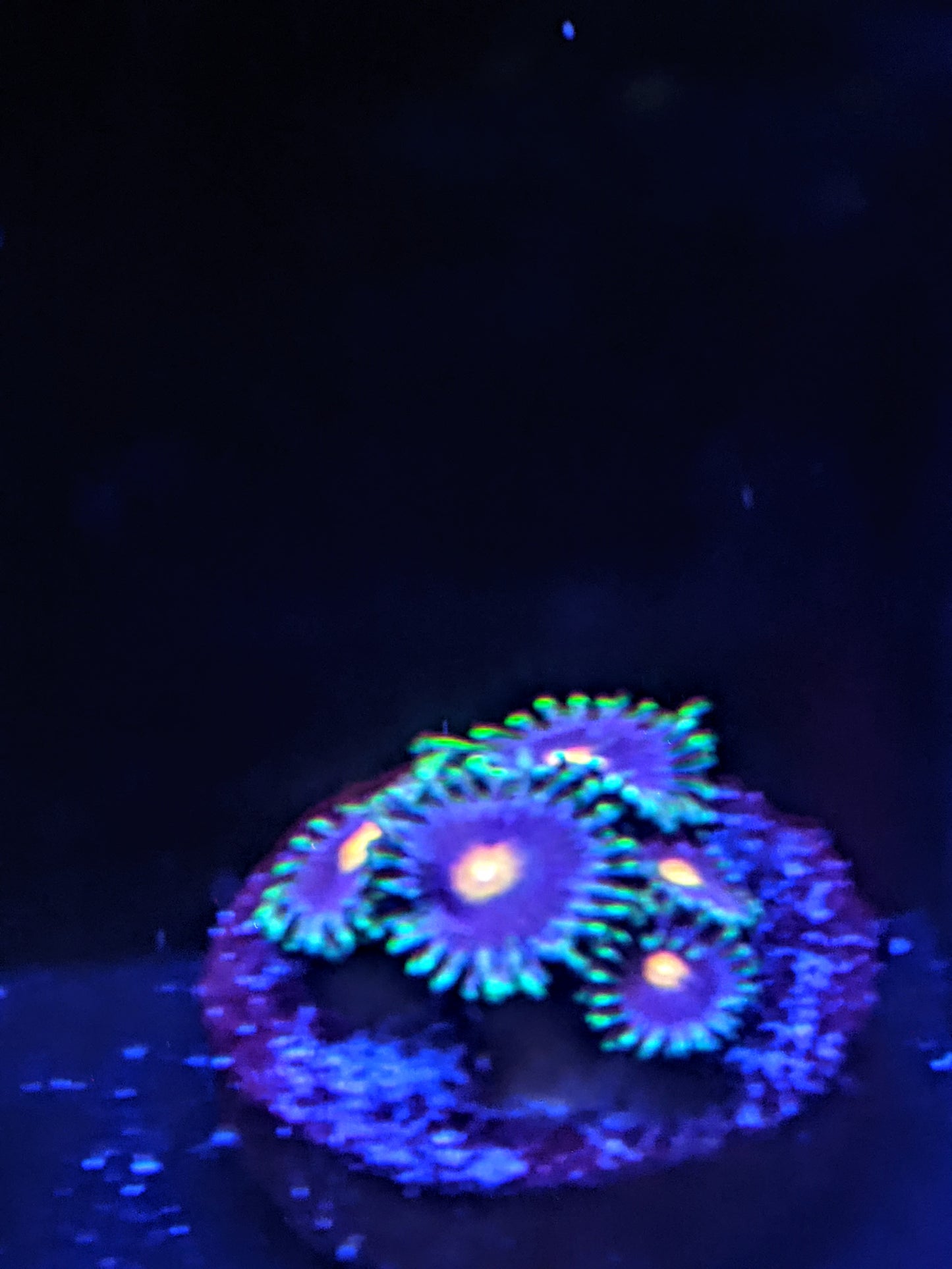 Blow Pops Zoa (Zoanthid)  3 Polyp Frag----Free Shipping on Orders over $85