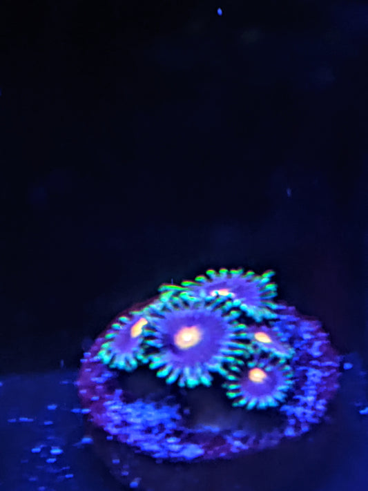 Blow Pops Zoa (Zoanthid)  3 Polyp Frag----Free Shipping on Orders over $85