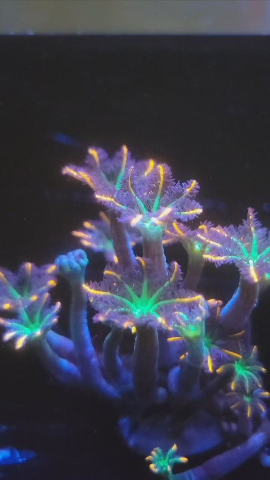 Fire Clove Polyps -----Free Shipping on orders over $90