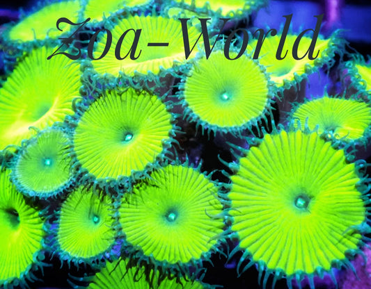 Nuclear Green Zoa, 1 Polyp Frag, Free Shipping on Orders over $90