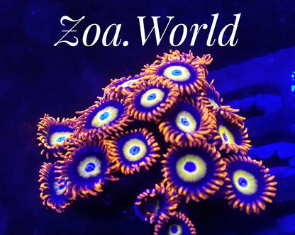 Blonde, Blue Eyed B (Zoanthid) 3 Polyp Frag----Free Shipping on Orders over $90