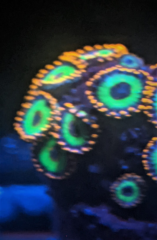 Emeralds on Fire Zoa (Zoanthid) 2 Polyp Frag----Free Shipping on Orders $90