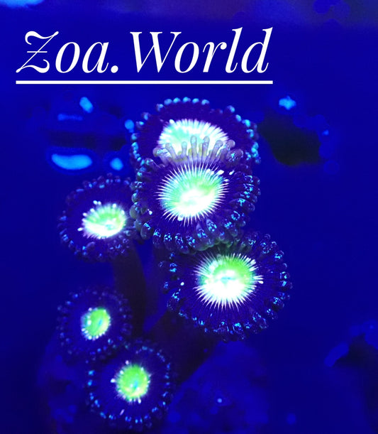 Frozen Apple (TSA) Zoa 1 Polyp Frag-----Free Shipping on orders over $900