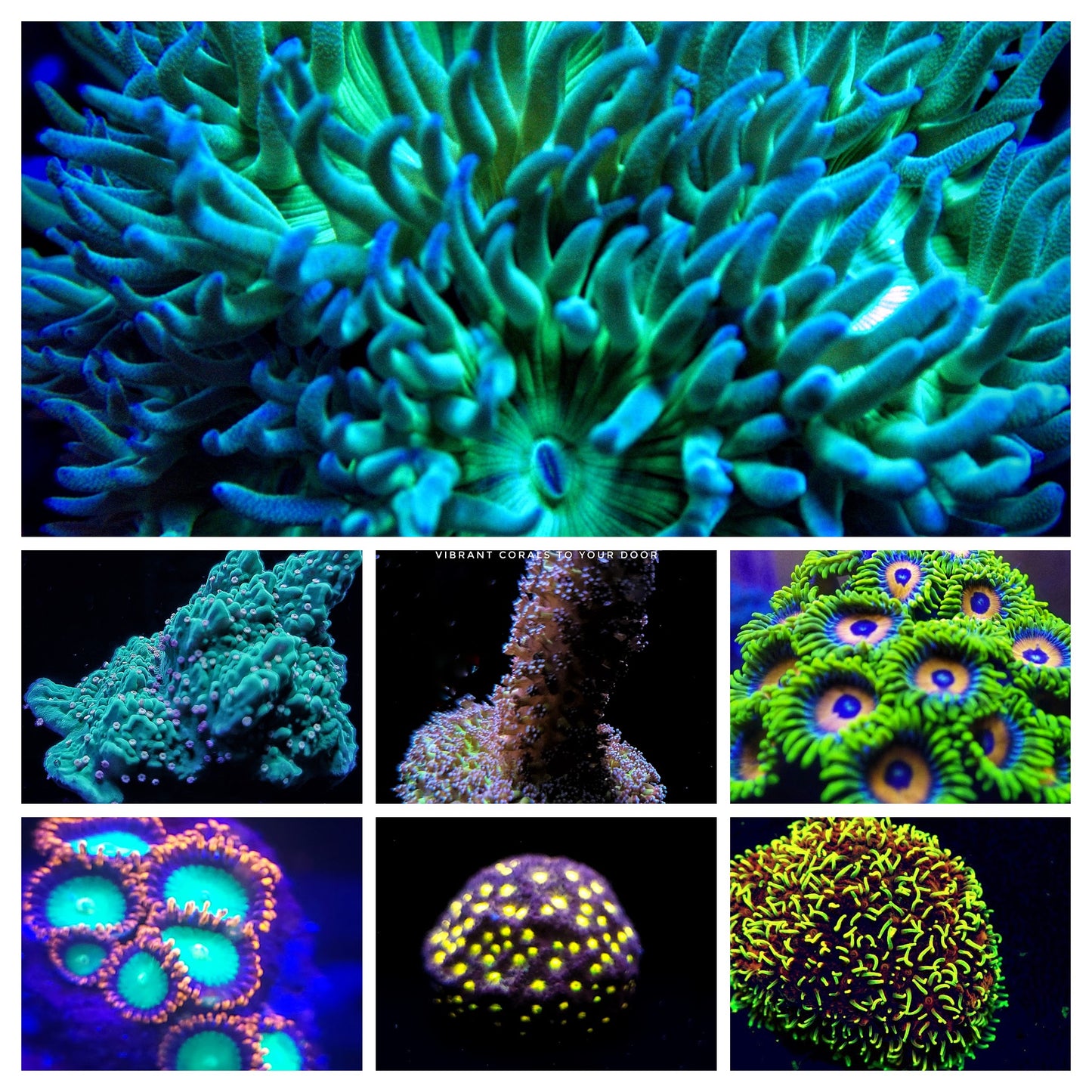Pack of 10 different Starter Corals (Mixed Reef) only $129.99 with Free Shipping!