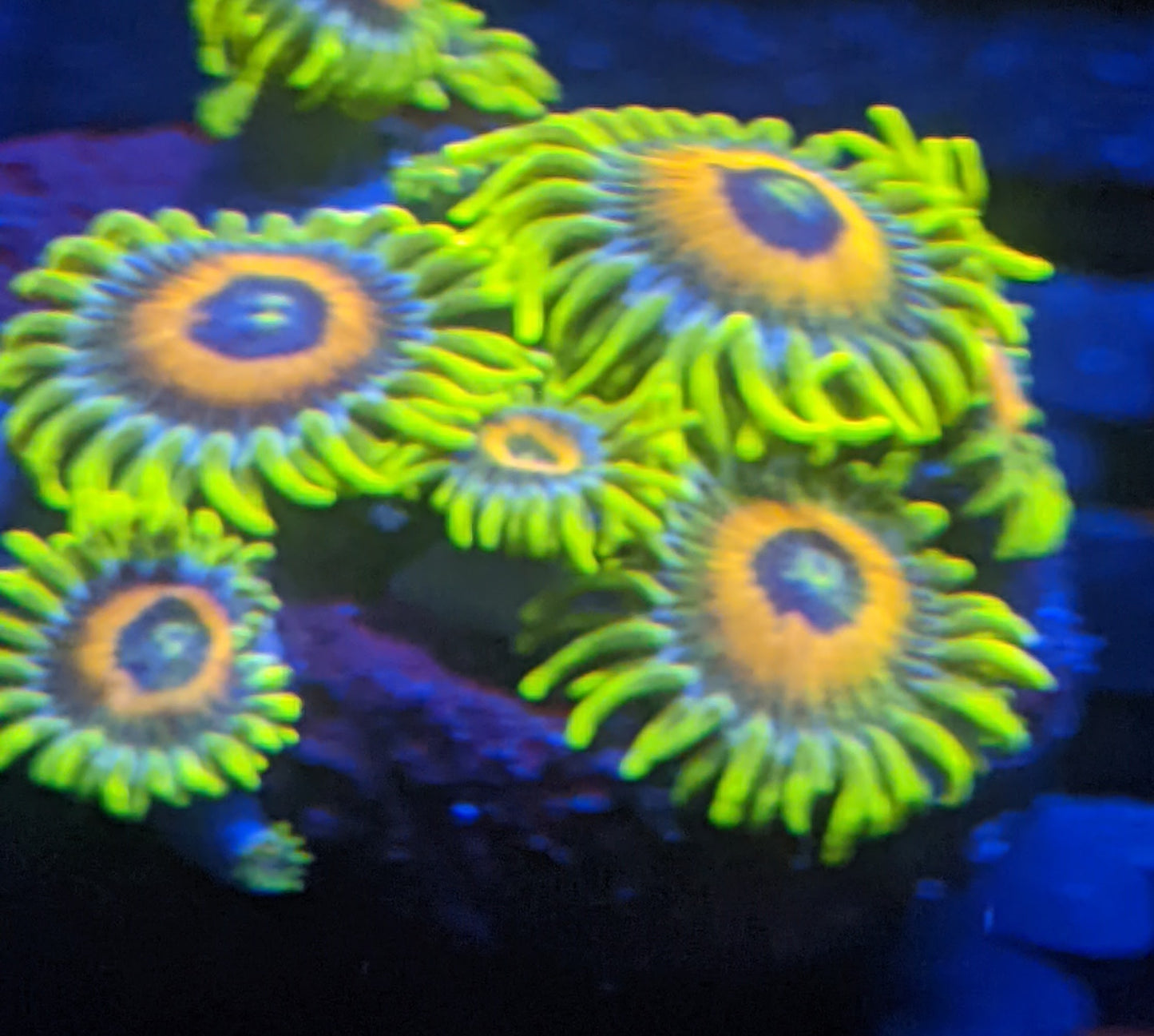 Lazy's Lashes Zoa