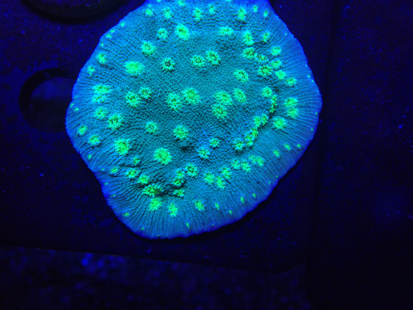 Vivid Toxic Cyphastrea Frag by  Zoa.World, Free Shipping on Orders over $90