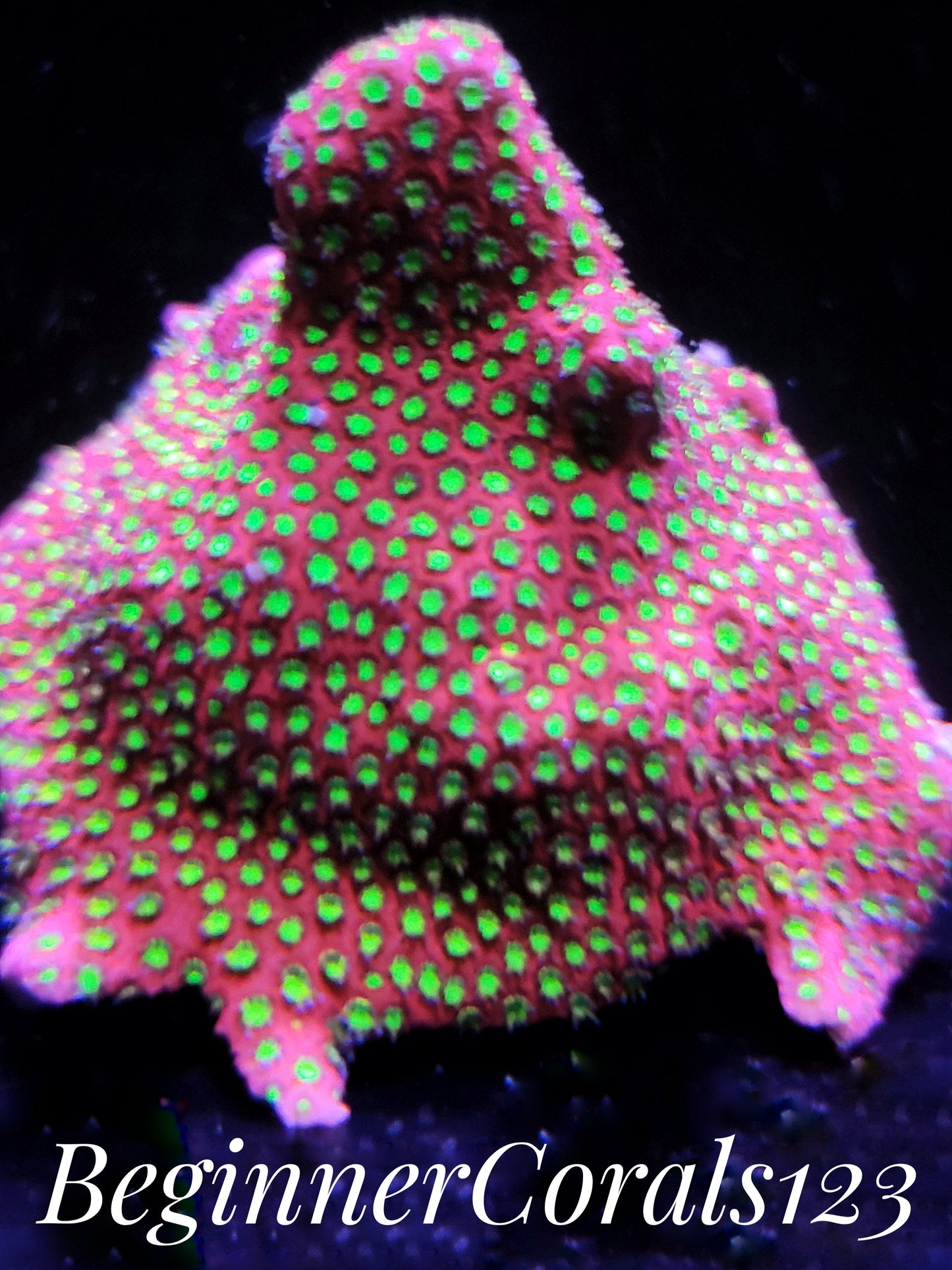 WWC Electric Daisy Stylocoeniella Frag Free Shipping on Orders over $90